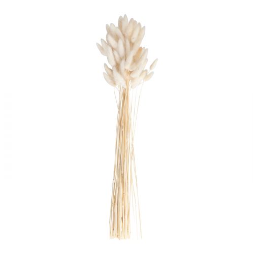 Droogbloemen Bunny Tails off white A Touch of Pampas