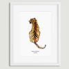 Aquarel poster tijger illustratie door Sophie de Ruiter