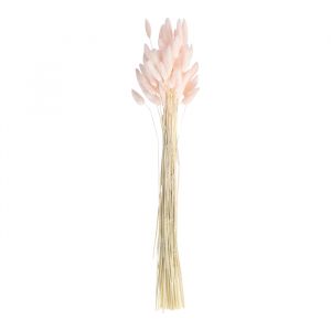 Droogbloemen Bunny Tails roze A Touch of Pampas Ginger Ray